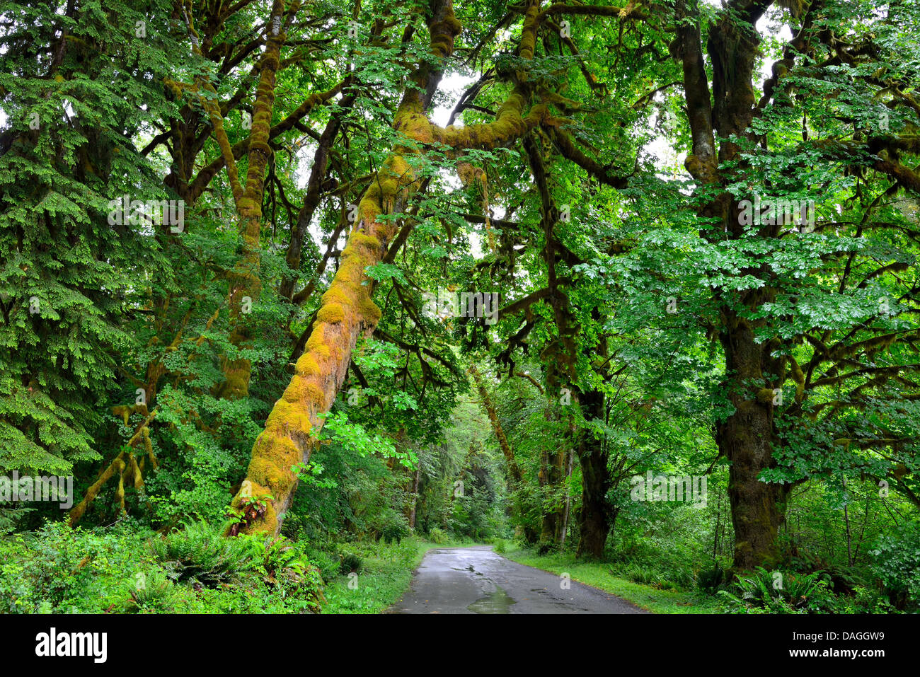 Straße durch üppig grünen Regenwald. Olympic Nationalpark, Washington, USA. Stockfoto