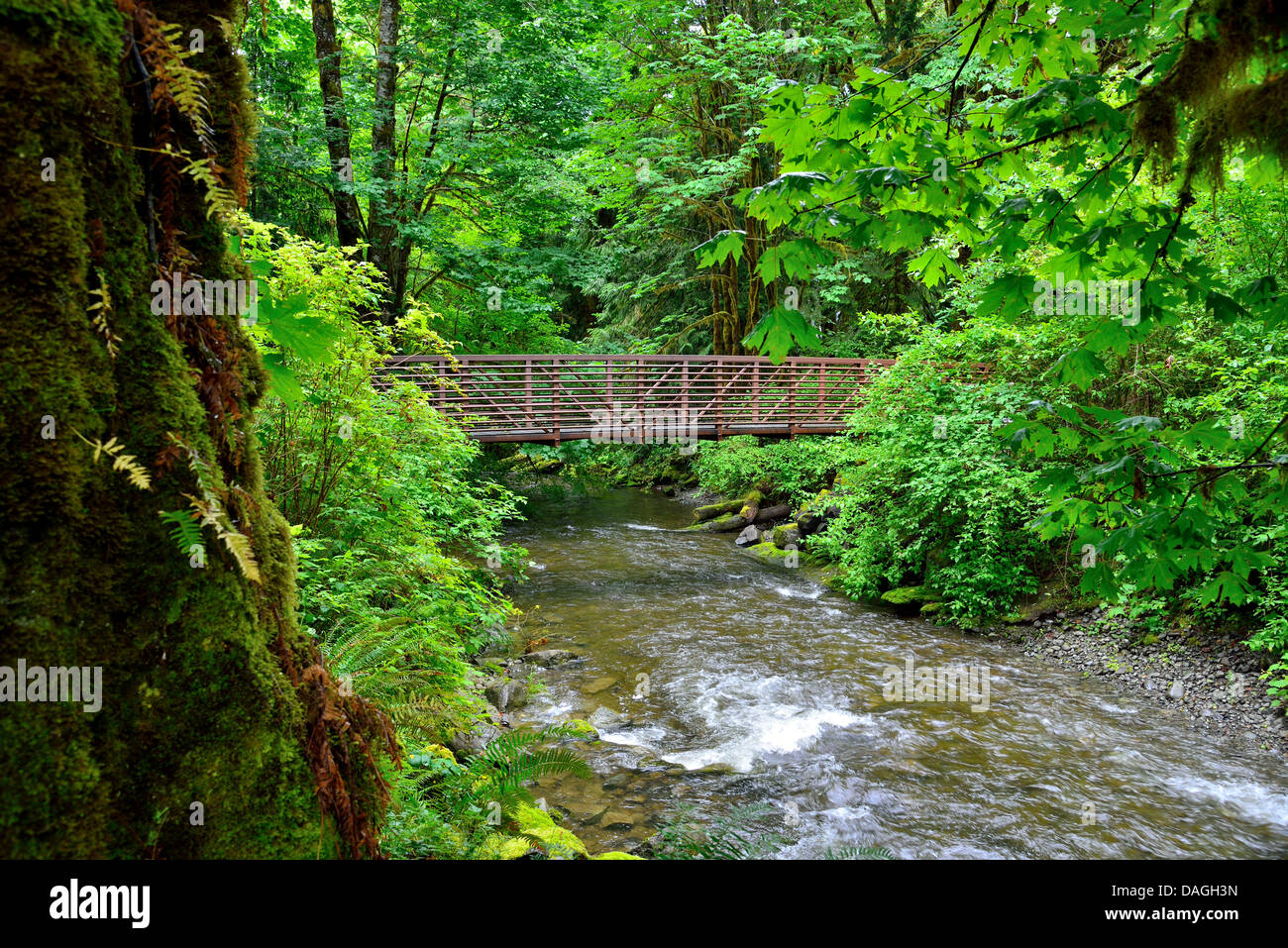 Eine kleine Brücke über einen laufenden Bach im üppig grünen Regenwald. Olympic Nationalpark, Washington, USA. Stockfoto