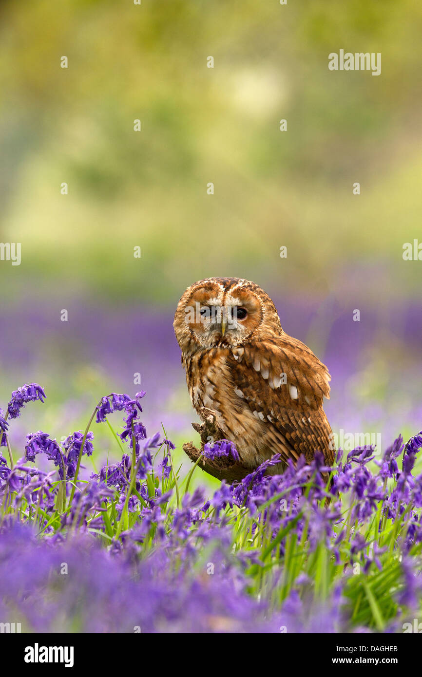 Tawny Eule, Strix Aluco sitzen in Glockenblumen Stockfoto