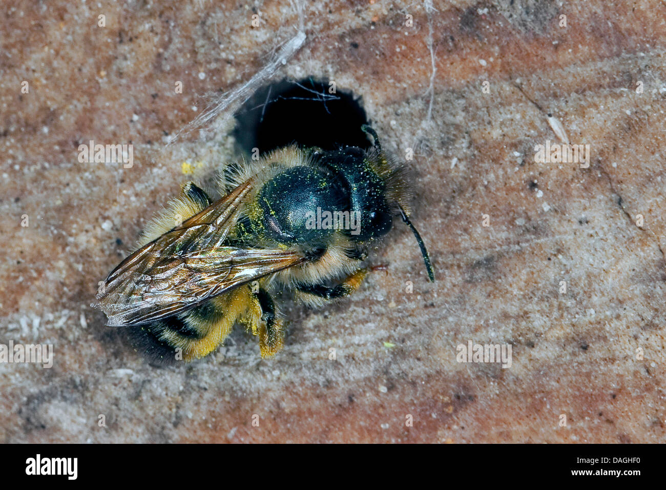 rote Mauerbiene (Osmia Rufa, Osmia Bicornis) in das Loch eine Verschachtelung-Hilfe für Wildbienen, Deutschland Stockfoto