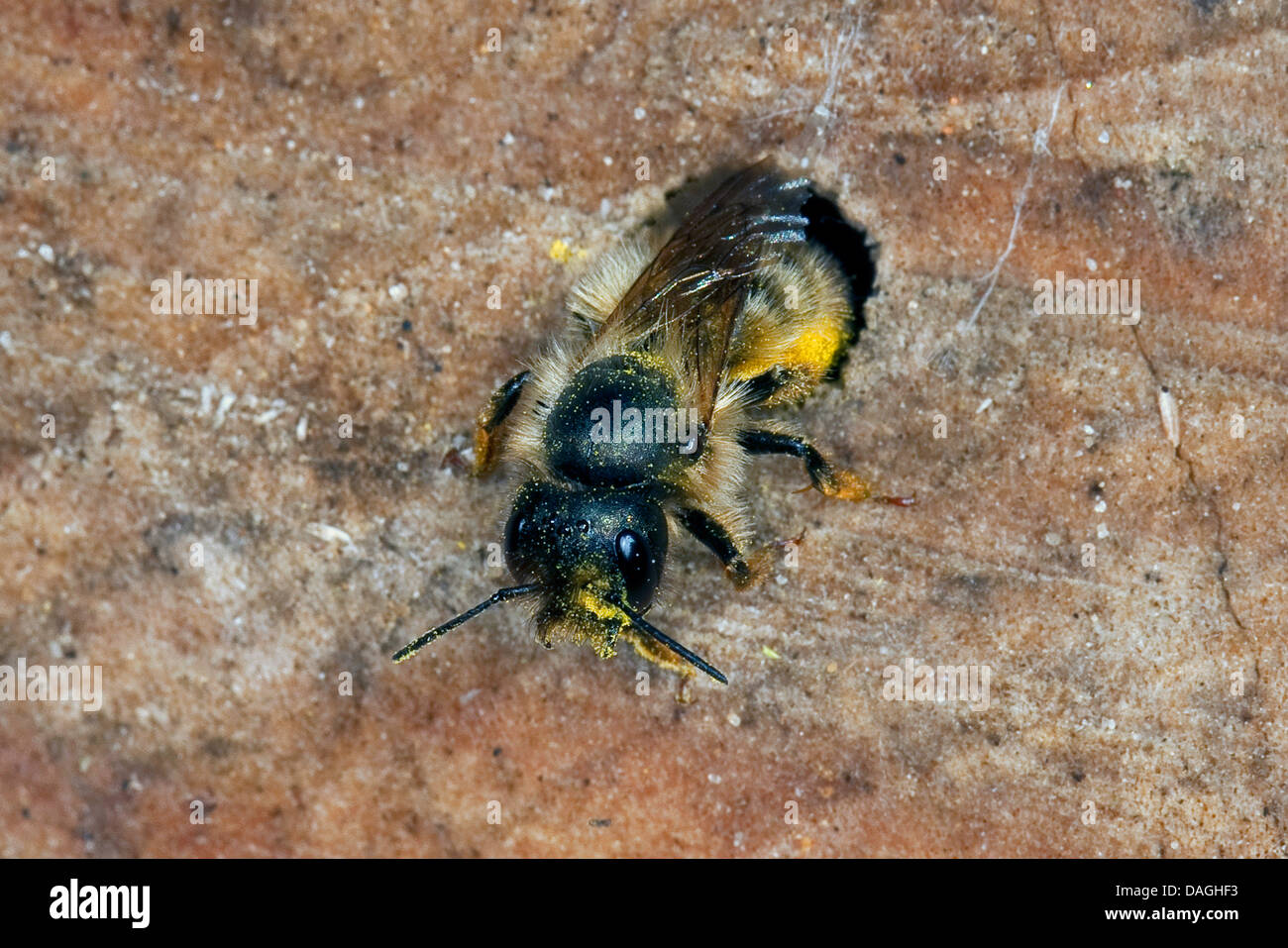 rote Mauerbiene (Osmia Rufa, Osmia Bicornis) in das Loch eine Verschachtelung-Hilfe für Wildbienen, Deutschland Stockfoto