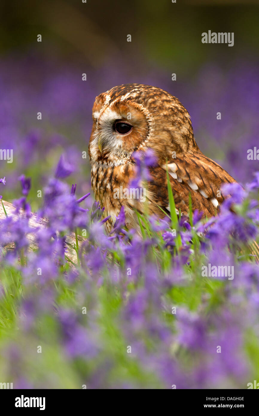 Tawny Eule, Strix Aluco sitzen in Glockenblumen Stockfoto