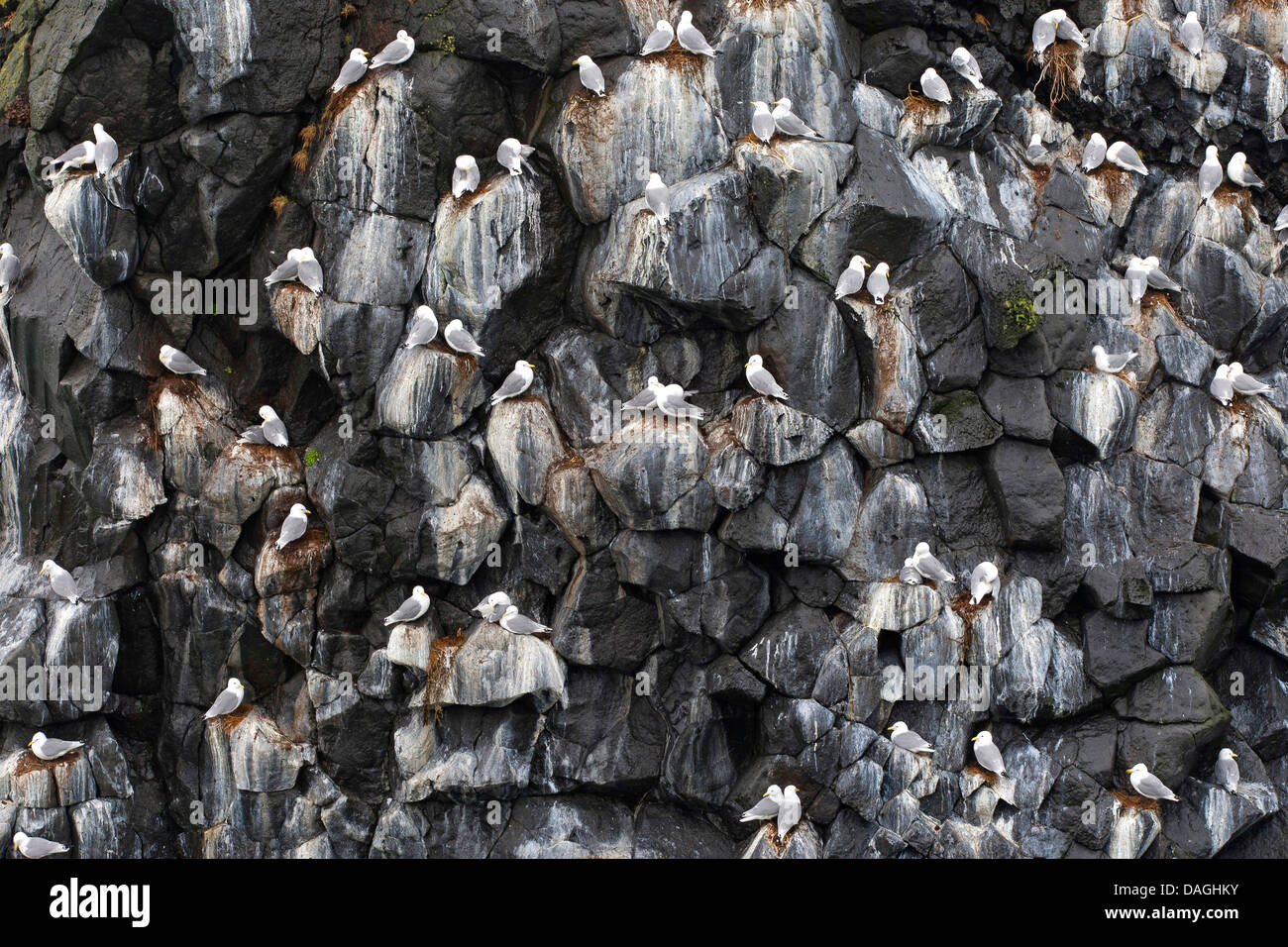 Schwarz-legged Kittiwake (Rissa Tridactyla, Larus Tridactyla), Zucht Paare sitzen an ihren Nestern auf einem Vogelfelsen, Norwegen, Varangerfjord Stockfoto