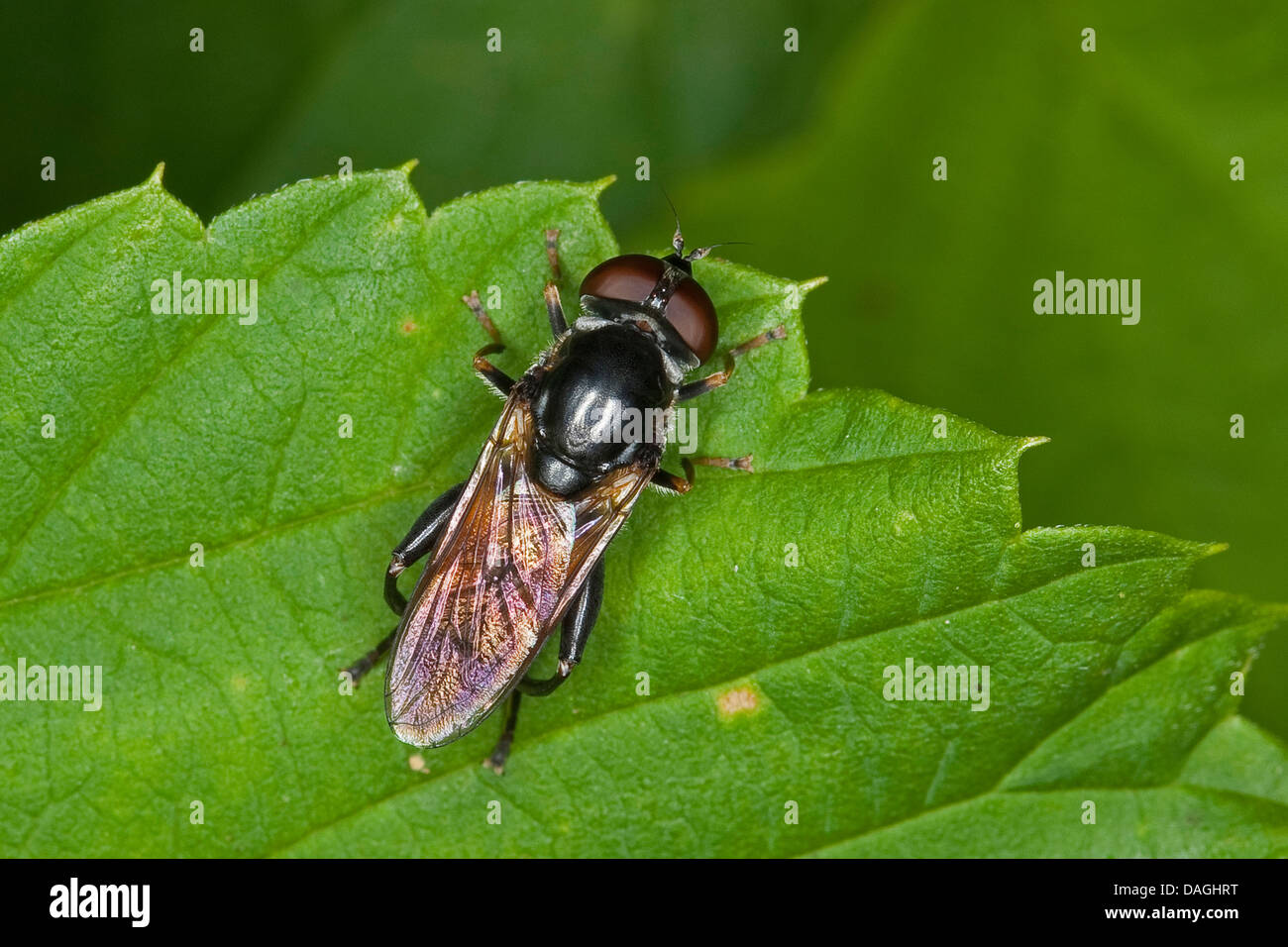 Hoverfly, Schwebfliege (Tropidia Scita), auf einem Blatt, Deutschland Stockfoto