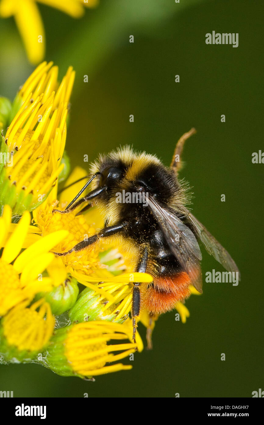 Rotschwanz-Hummel (Bombus Lapidarius, Pyrobombus Lapidarius, Aombus Lapidarius), männlichen Besuch eine Kreuzkraut Blume, Deutschland Stockfoto