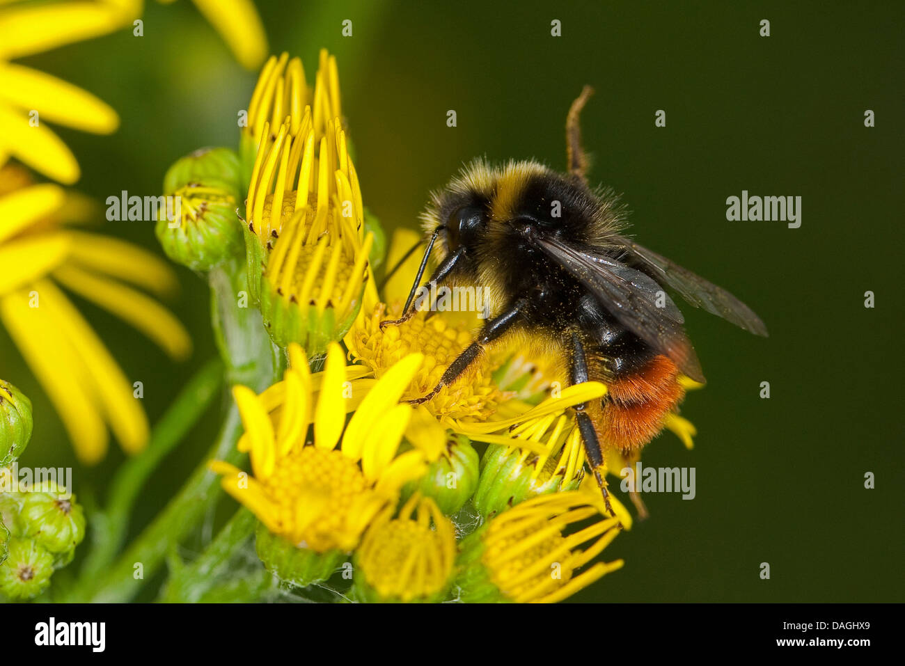 Rotschwanz-Hummel (Bombus Lapidarius, Pyrobombus Lapidarius, Aombus Lapidarius), männlichen Besuch eine Kreuzkraut Blume, Deutschland Stockfoto