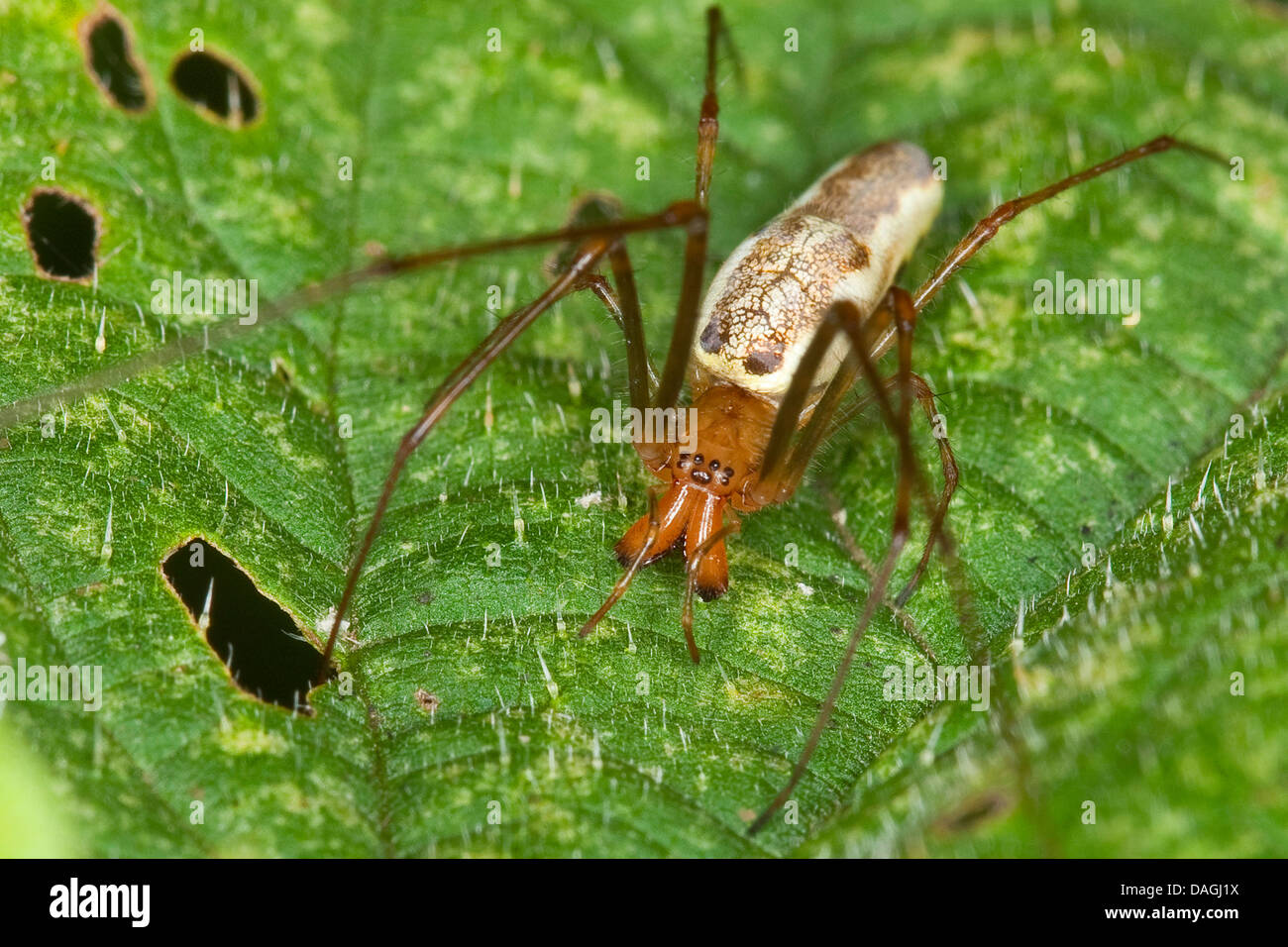 Acht stark Stockfotos und -bilder Kaufen - Alamy