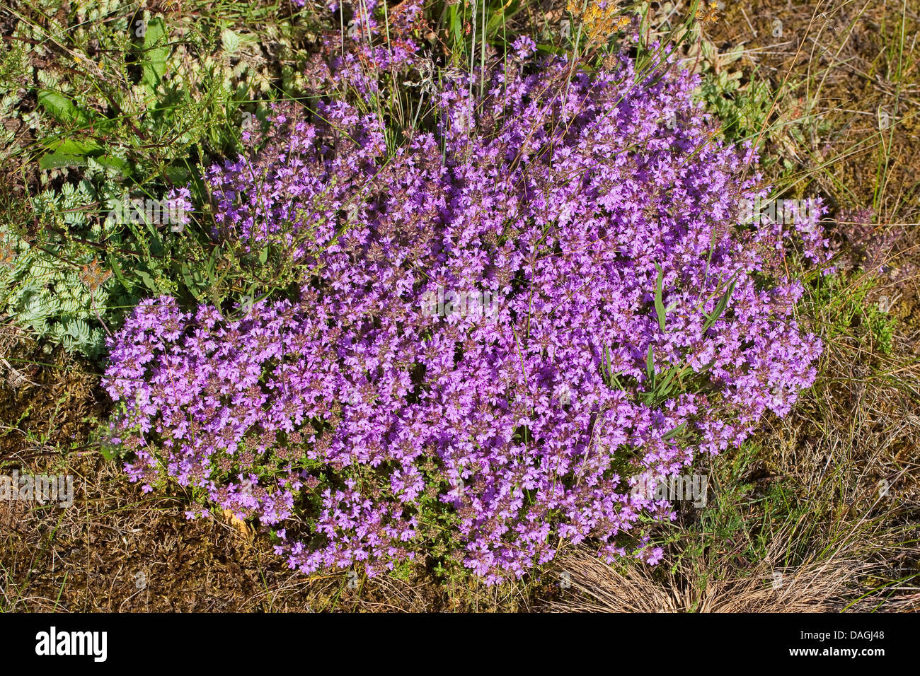 wilder Thymian, Breckland Thymian, schleichende Thymian (Thymus Serpyllum), blühen, Deutschland Stockfoto