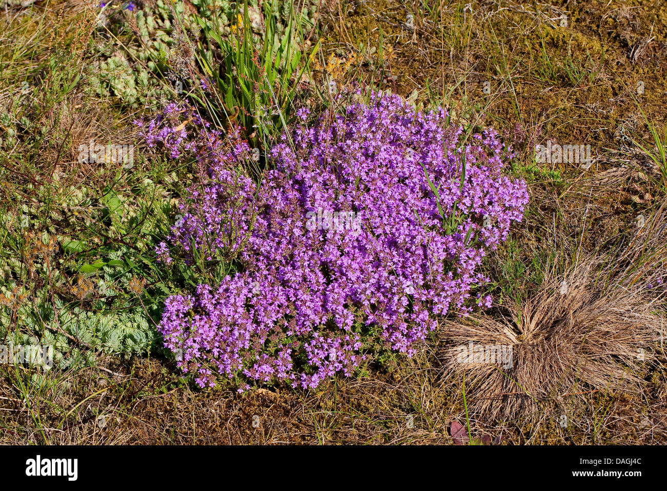 wilder Thymian, Breckland Thymian, schleichende Thymian (Thymus Serpyllum), blühen, Deutschland Stockfoto