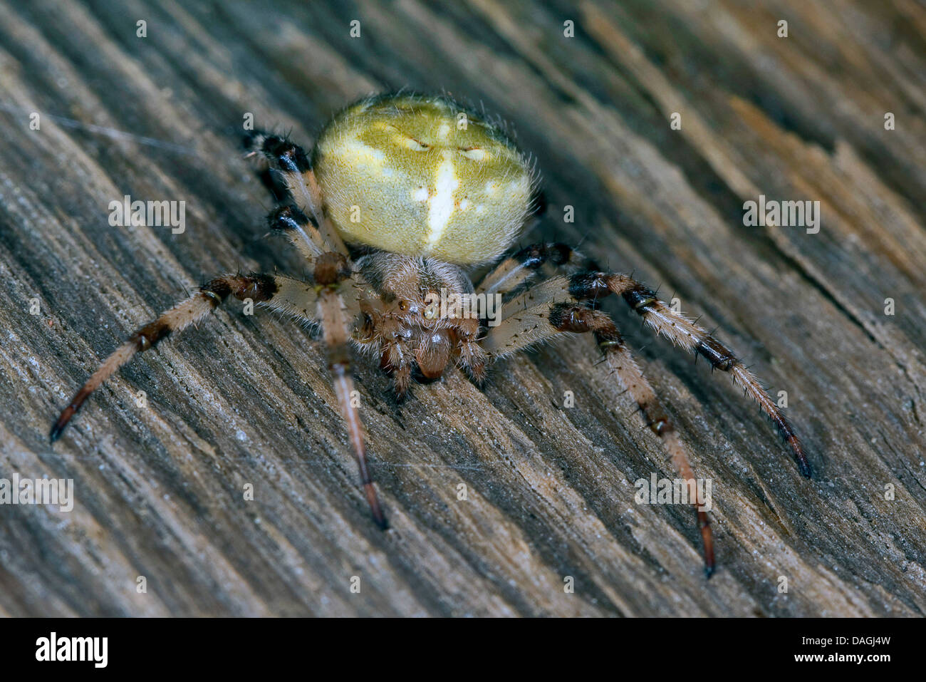 Fourspotted Orbweaver (Araneus Quadratus), Weiblich, Deutschland Stockfoto