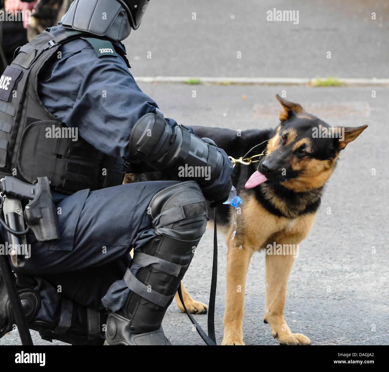 Belfast, Nordirland, 12. Juli 2013 - ein Polizeihund erhält Wasser aus einer Plastikflasche während einer Periode der Ruhe bei einem Riot Credit: Stephen Barnes/Alamy Live News Stockfoto