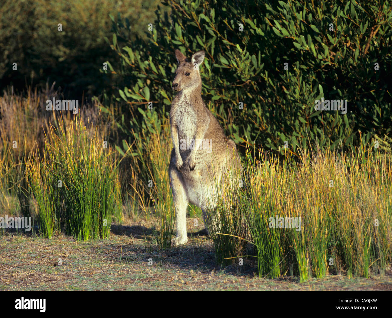 östliche graue Känguru (Macropus Giganteus), in seinem Lebensraum, Australien Stockfoto