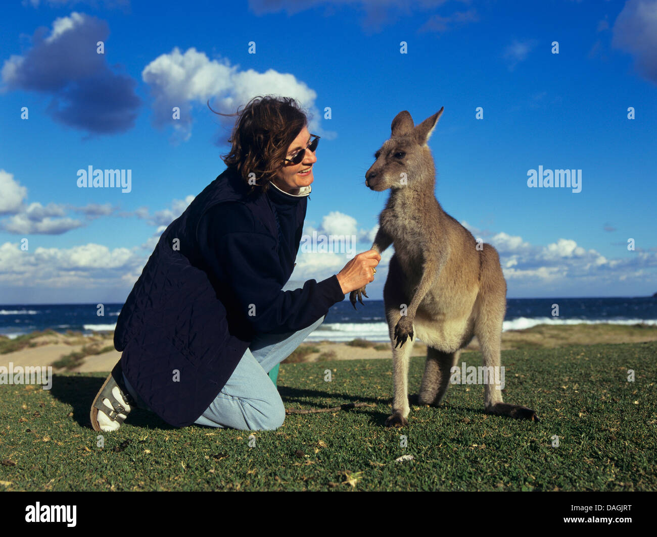 östliche graue Känguru (Macropus Giganteus), Frau mit östliche graue Känguru am Strand, Australien Stockfoto