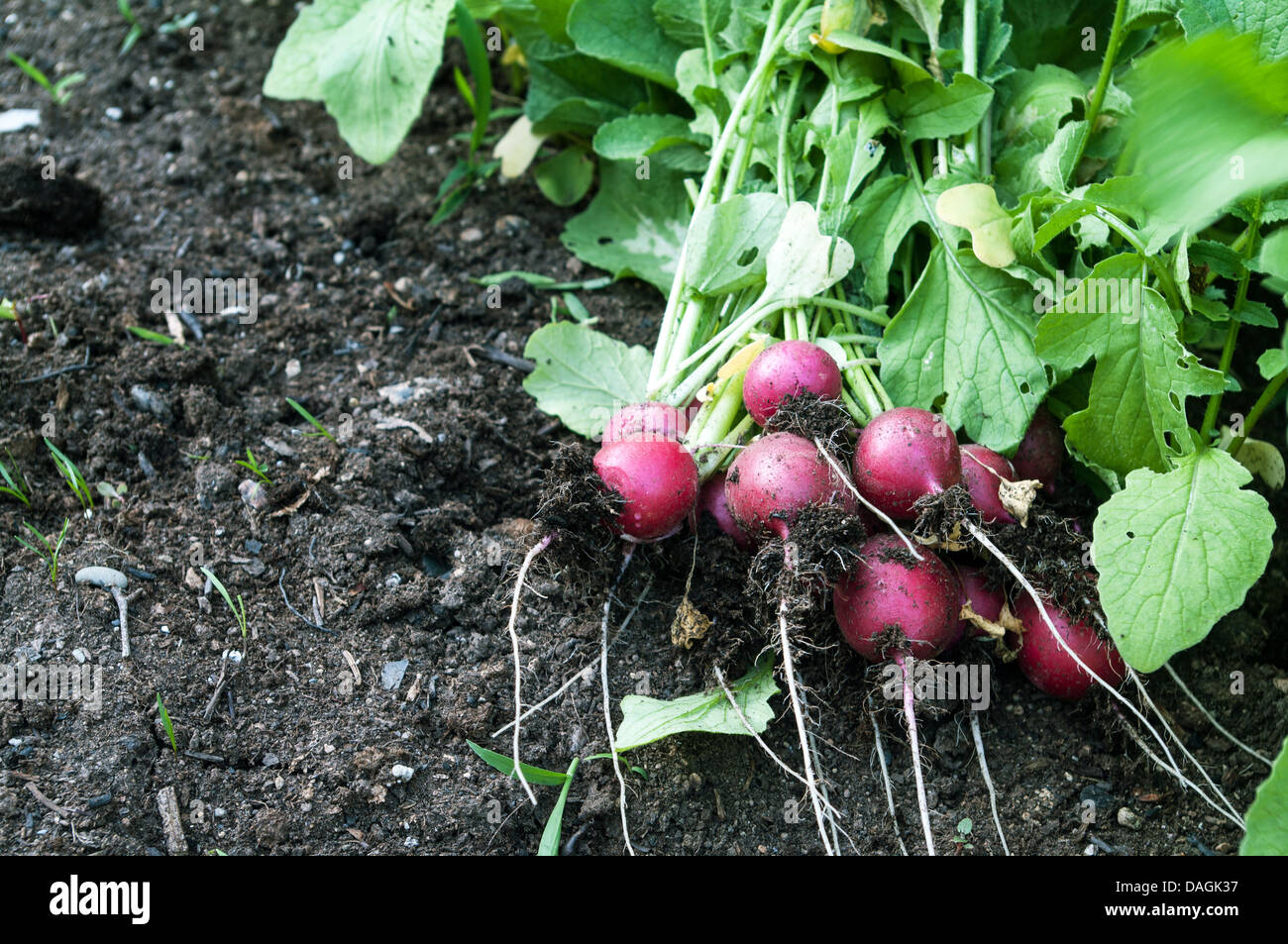 Rettich auf dem Gartenbett Verlegung entlang Seite Möhren Rosenkohl Stockfoto