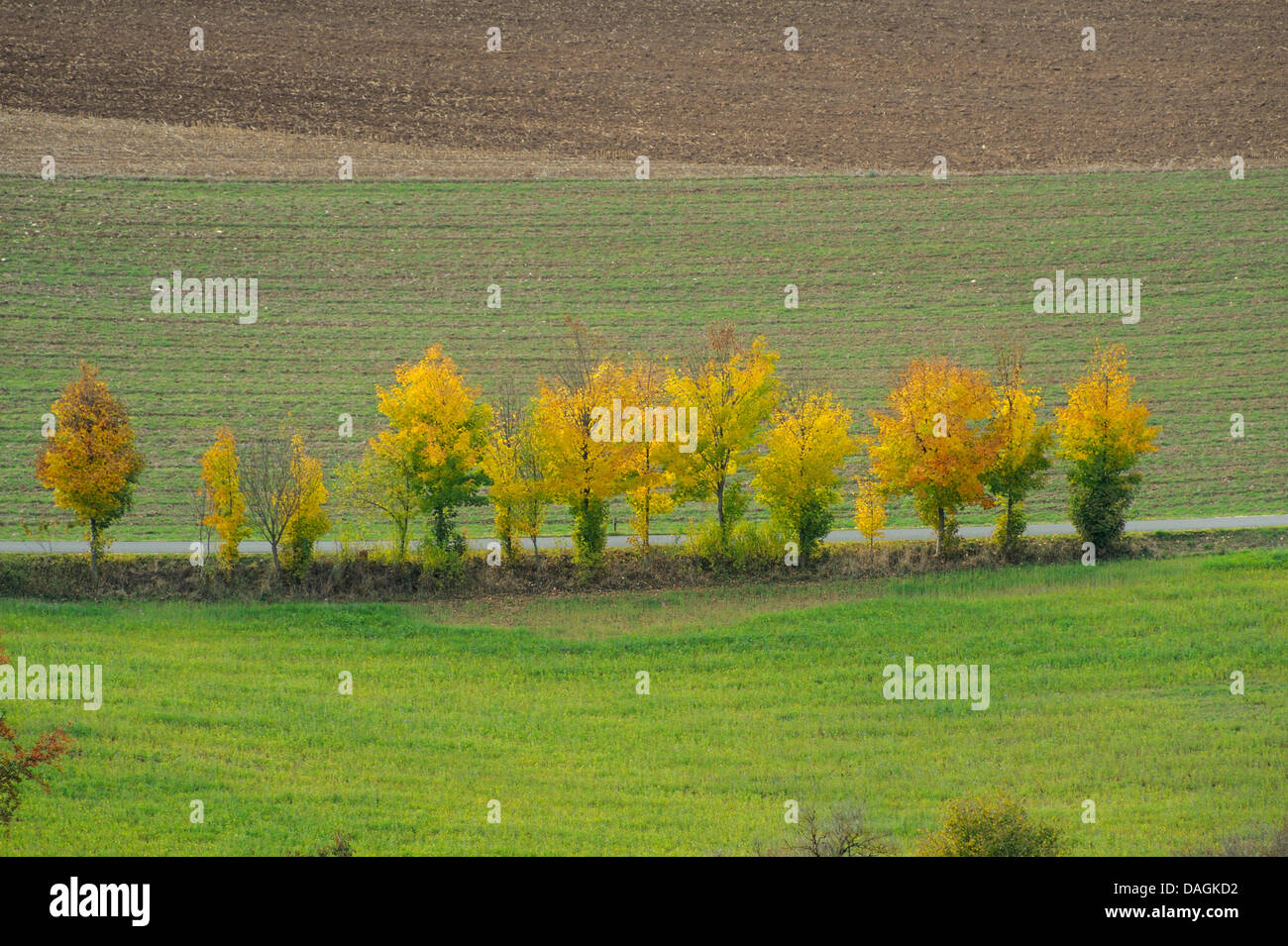 Baumreihe neben Landstraße am Schanzberg, Deutschland, Bayern, Oberpfalz Stockfoto
