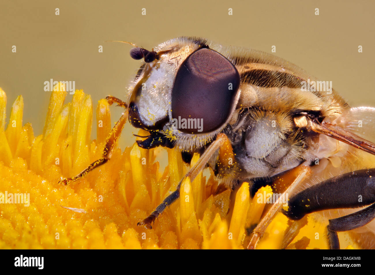 Hoverfly (Helophilus Trivittatus), auf eine Telekia, Deutschland, Mecklenburg-Vorpommern Stockfoto