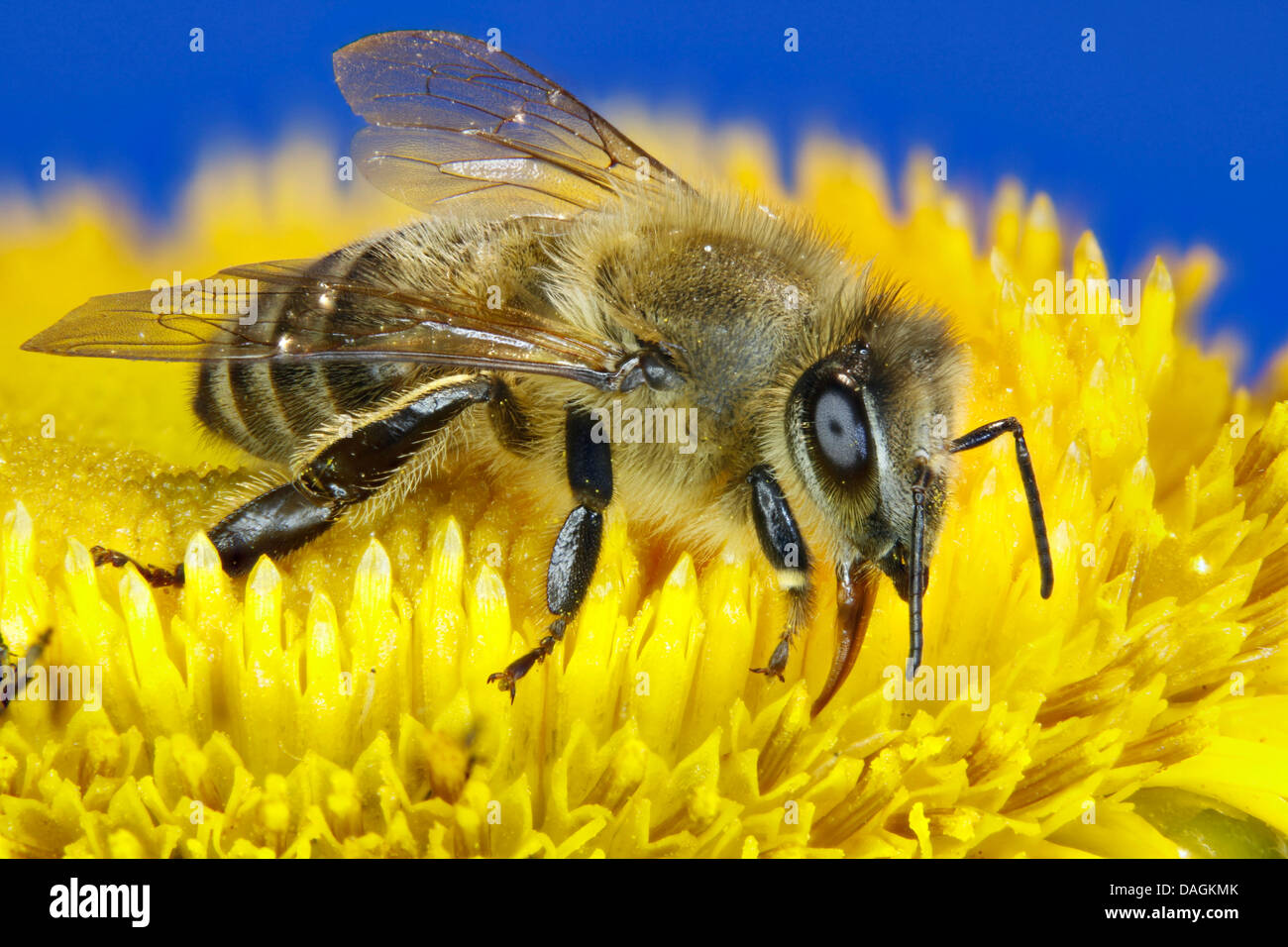 Honigbiene, Bienenkorb Biene (Apis Mellifera Mellifera), Besuch einer Blume, Deutschland, Mecklenburg-Vorpommern Stockfoto