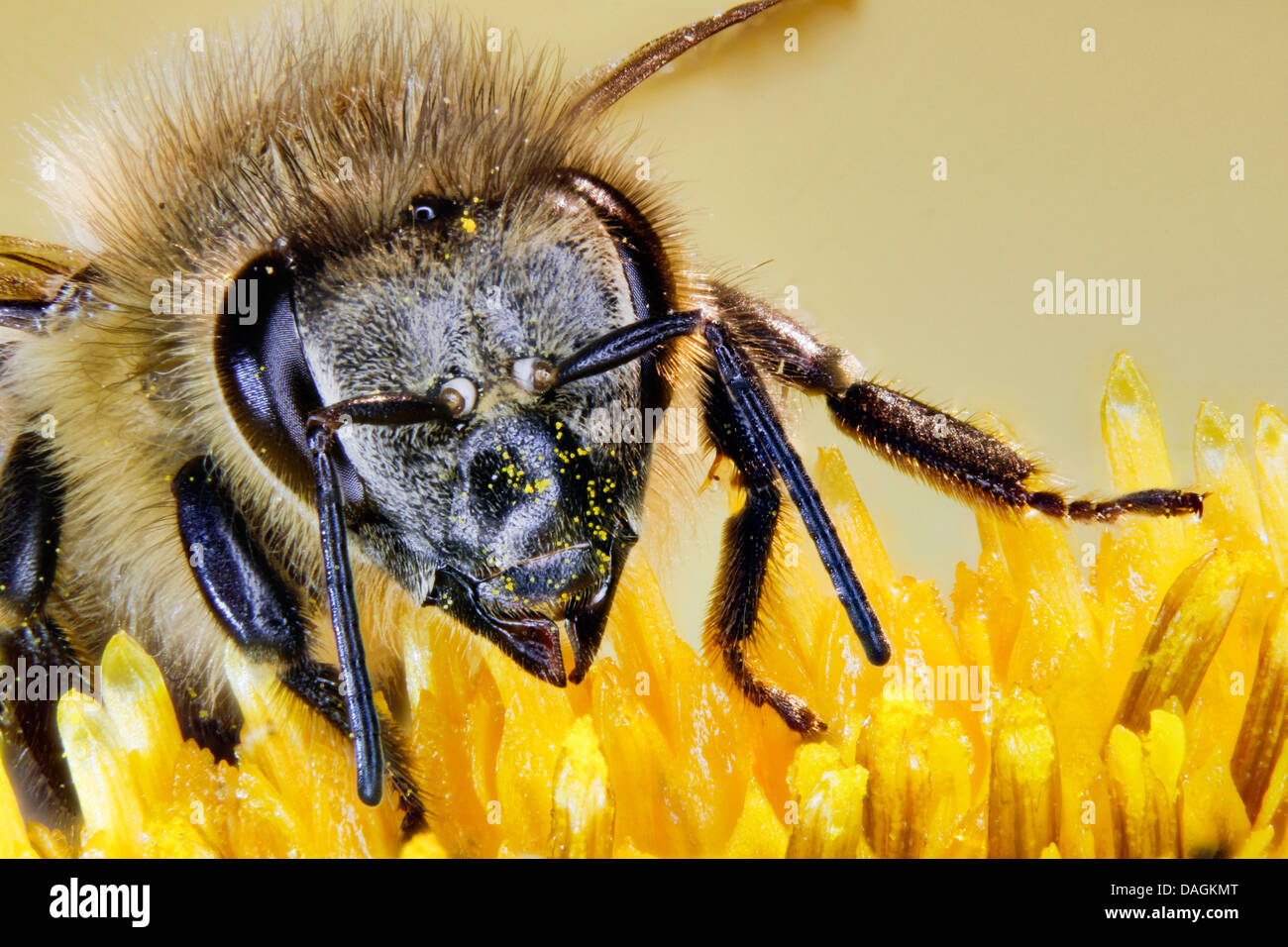 Honigbiene, Bienenkorb Biene (Apis Mellifera Mellifera), Besuch einer Blume, Deutschland, Mecklenburg-Vorpommern Stockfoto