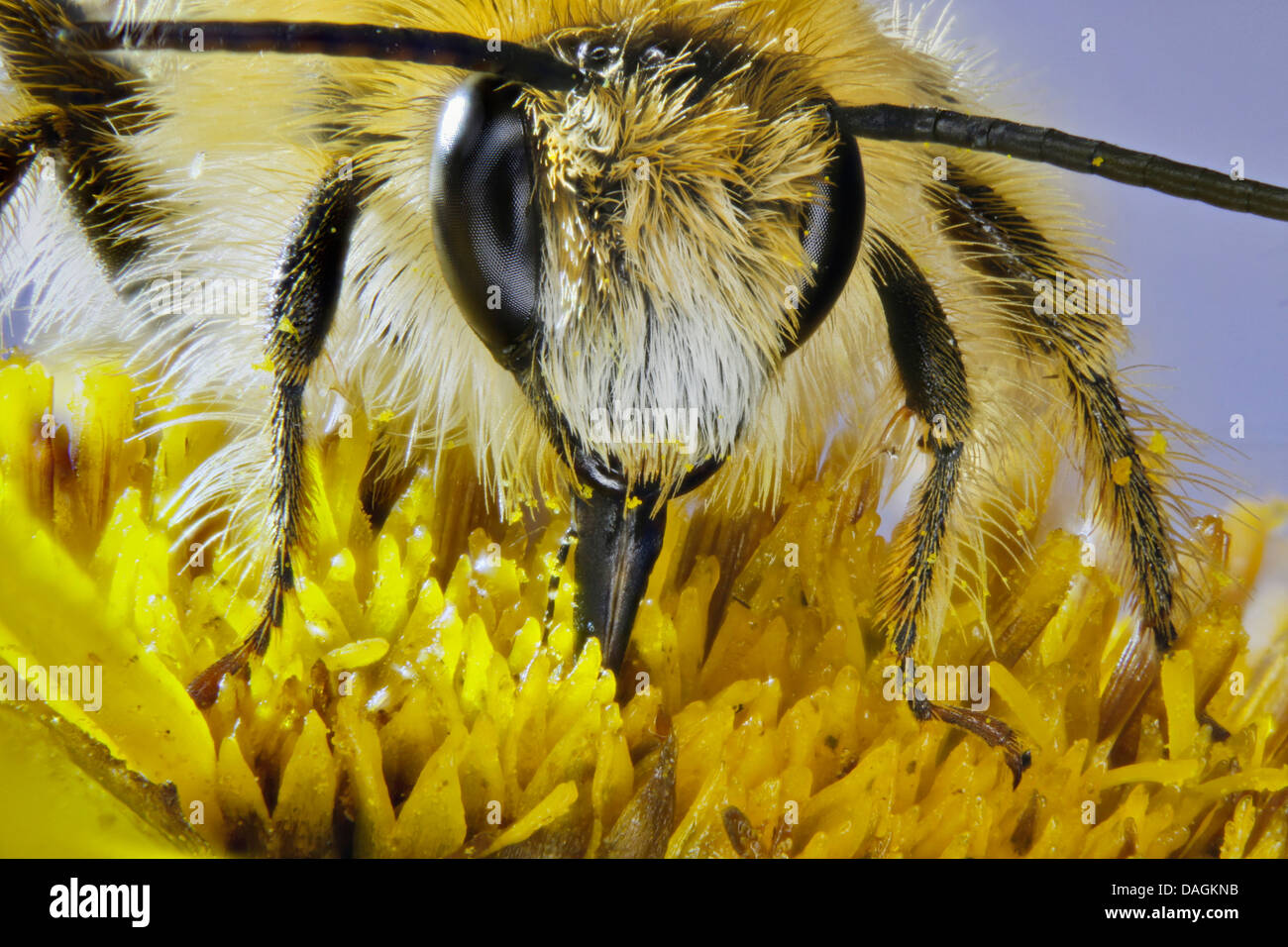 Haarig-beinigen Bienen (Dasypoda Altercator), eine Blume, Deutschland zu besuchen Stockfoto