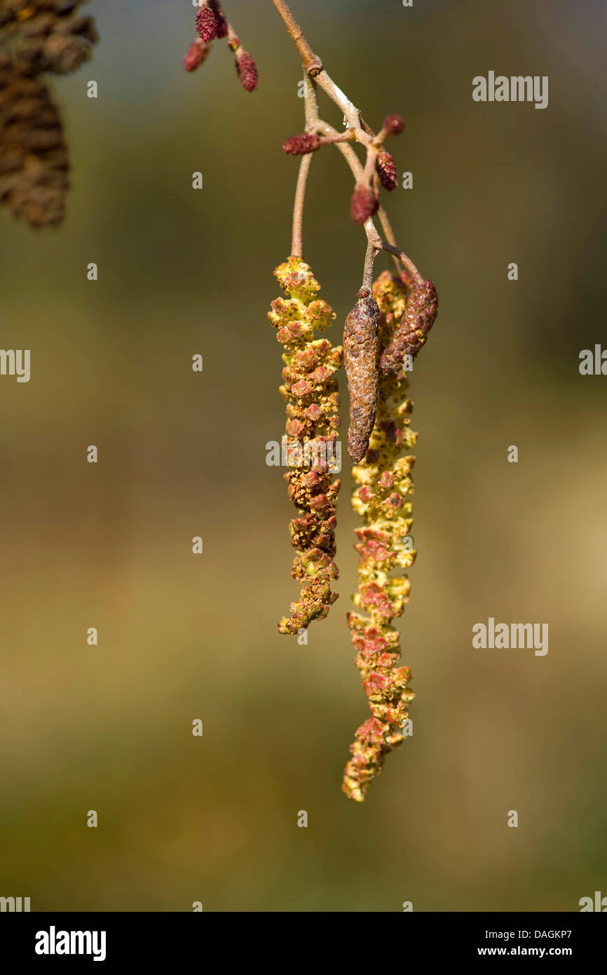 Schwarz-Erle, Schwarzerle, Kätzchen auf einem Ast, Deutschland, Europäische Erle (Alnus Glutinosa) Stockfoto