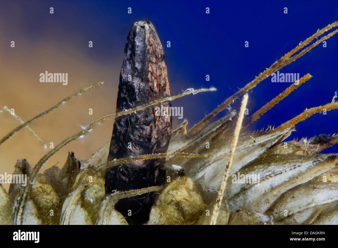 Mutterkorn, Blut-Wurzel (Claviceps Purpurea), Sklerotium, Deutschland, Mecklenburg-Vorpommern Stockfoto