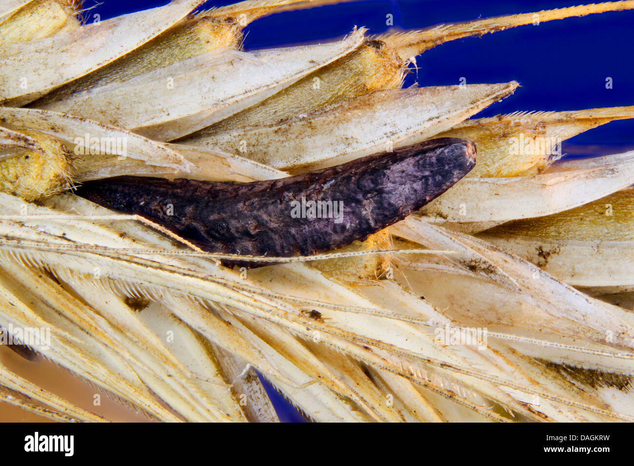 Mutterkorn, Blut-Wurzel (Claviceps Purpurea), Sklerotium, Deutschland, Mecklenburg-Vorpommern Stockfoto