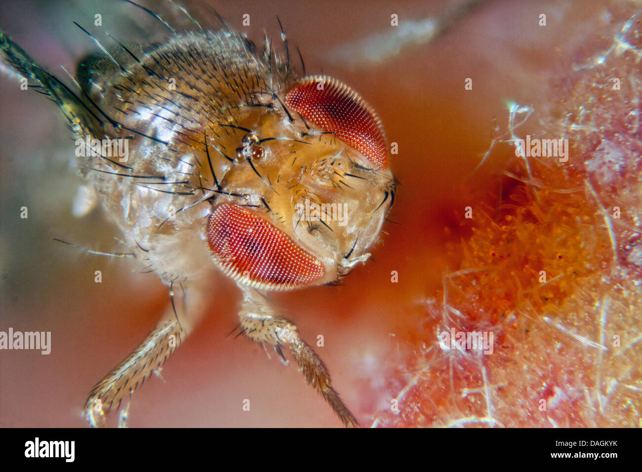 Essig fliegen, Fruchtfliege (Drosophila Melanogaster), auf Pfirsich, Deutschland, Mecklenburg-Vorpommern Stockfoto