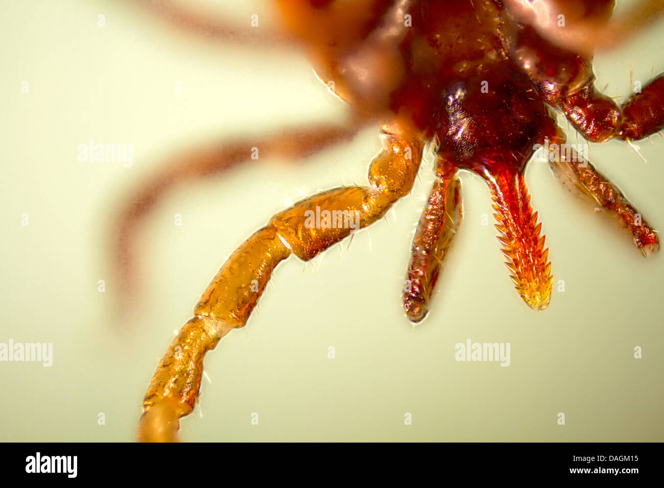 Europäische Rizinuspflanze Tick, europäischen Schafe Zecke (Ixodes Ricinus), Sauger, Deutschland, Mecklenburg-Vorpommern Stockfoto