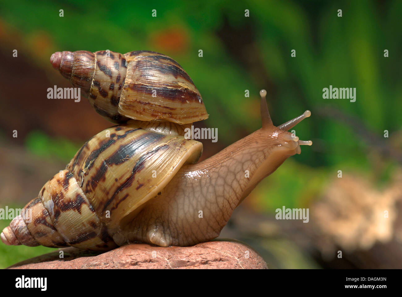 Riesigen afrikanischen Land Schnecke (Achatina Albopicta), eine Schnecke eine dem Schneckenhaus von einem anderen ein, Owen Stockfoto