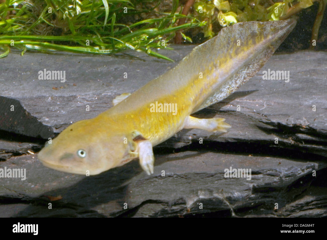 Tiger Salamander (Z.B. Tigrinum), Larve Stockfoto