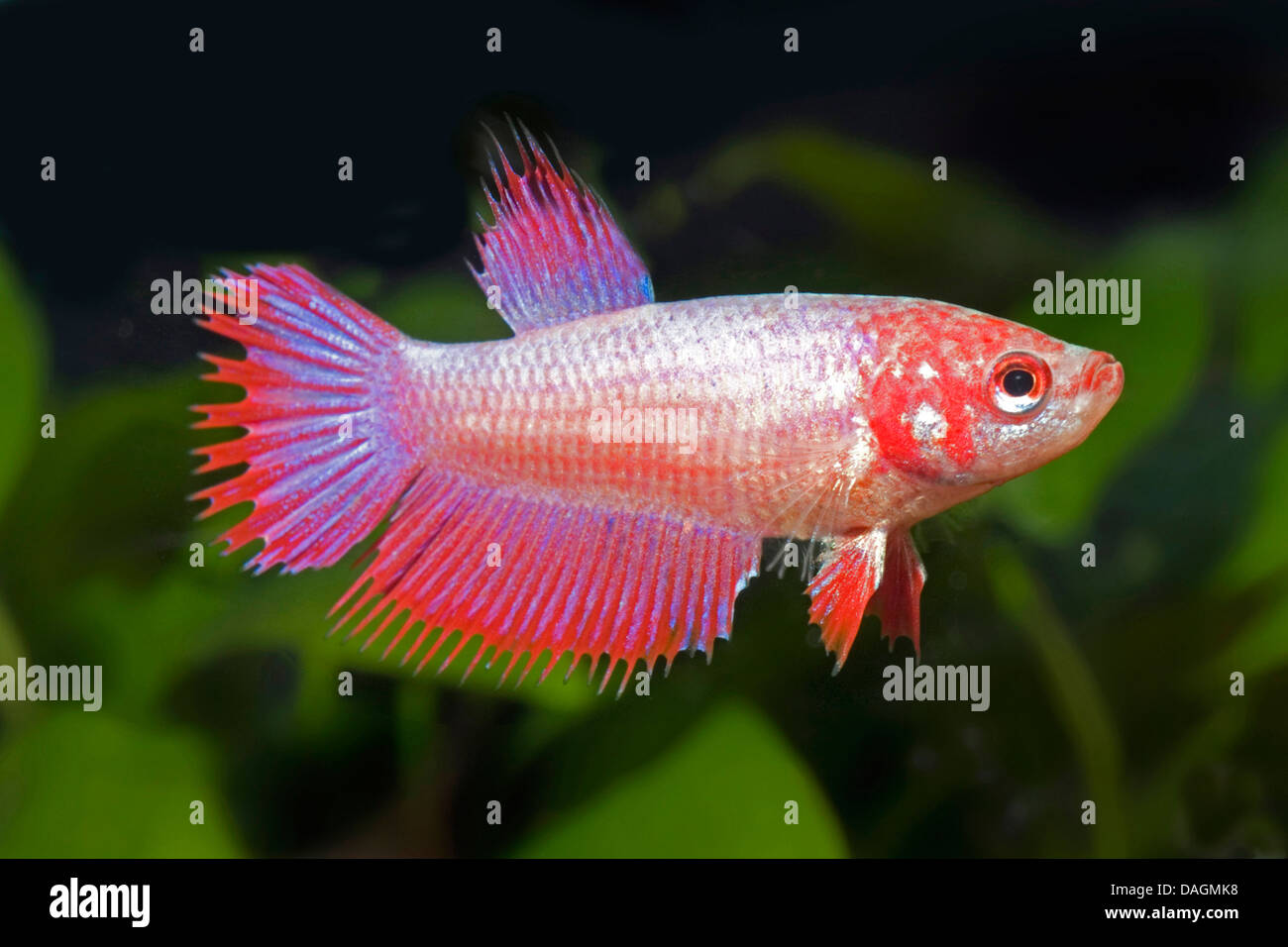 Siamesische Kampffische, siamesische Kämpfer (Betta Splendens), rote form Stockfoto