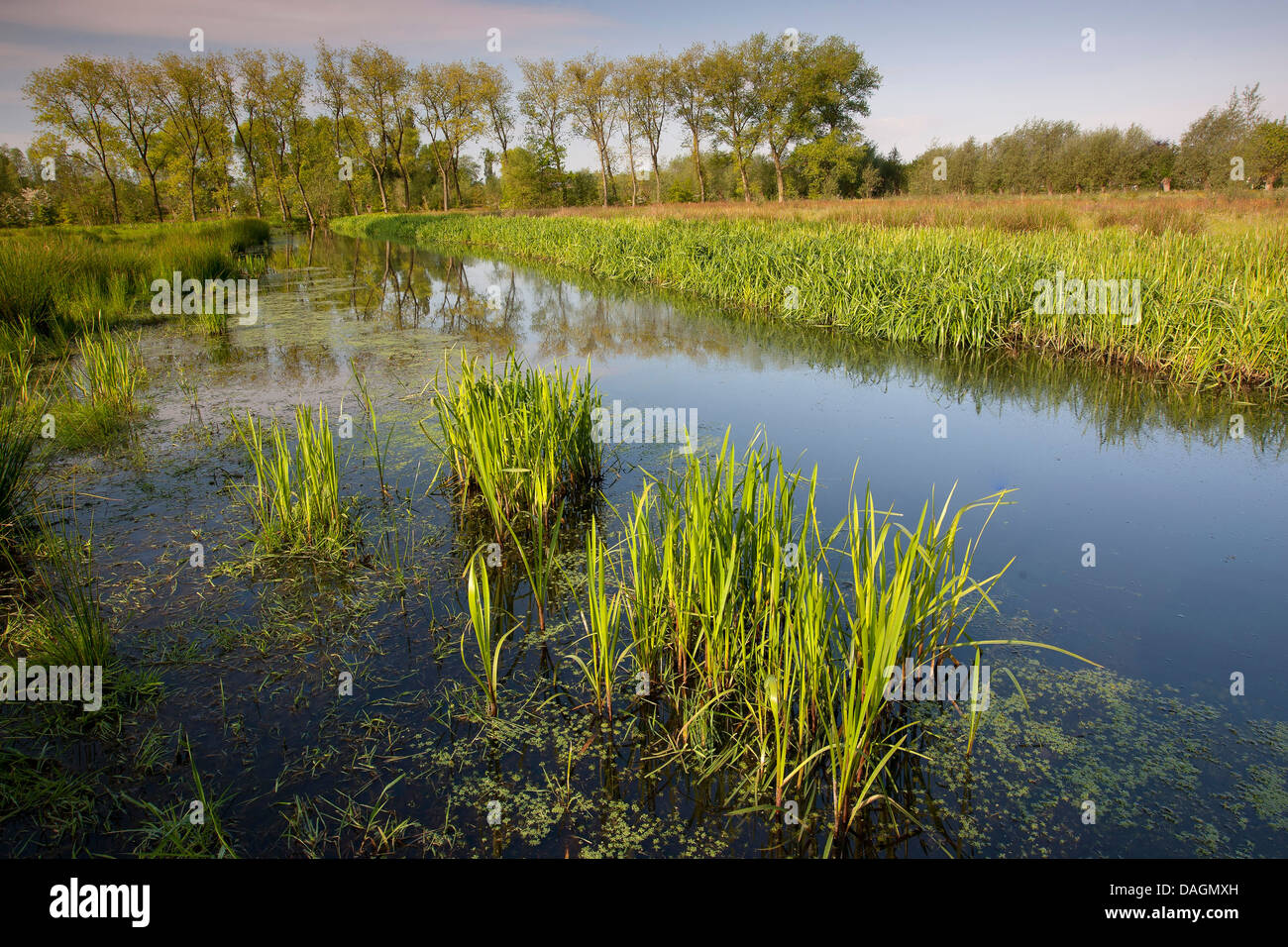 Strecke von Wasser im Keuzemeersen Nature Reserve, Belgien, Gent, Leievallei Stockfoto