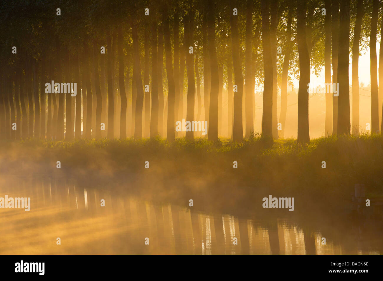 Espe, Pappel (Populus spec.), Pappeln entlang eines Kanals, Belgien, Flandern Stockfoto