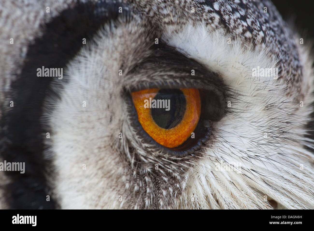 Afrikanische White-faced Zwergohreule Eule (Otus Leucotis). Nahaufnahme des rechten Auges; direkt gegenüber. Seitenansicht. Stockfoto