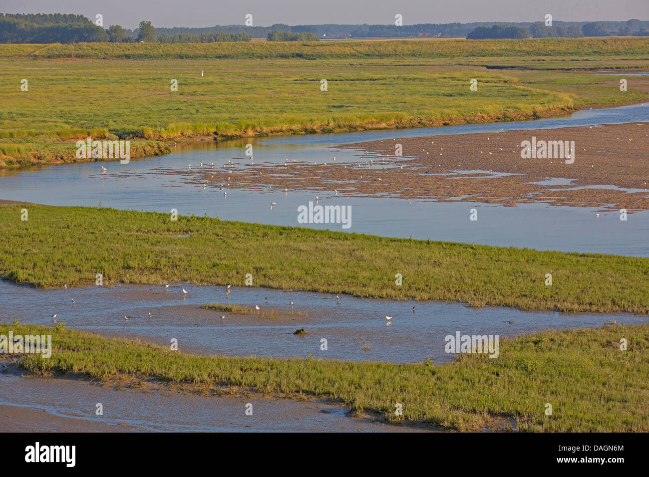Wattenmeer in der Natur Zwin reservieren, Belgien, Knokke Stockfoto