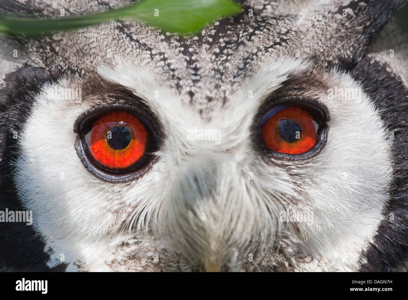 Afrikanische White-faced Zwergohreule Eule (Otus Leucotis). Nahaufnahme der Augen nach vorn gerichtet. Stockfoto