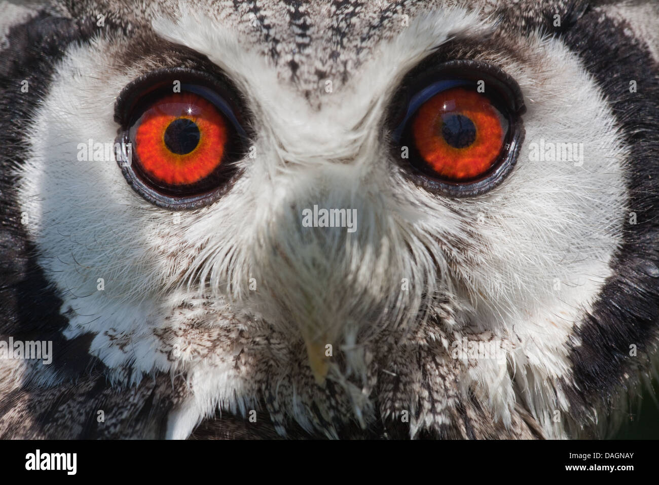 Afrikanische White-faced Zwergohreule Eule (Otus Leucotis). Nahaufnahme der Augen nach vorn gerichtet. Hellwach. Stockfoto