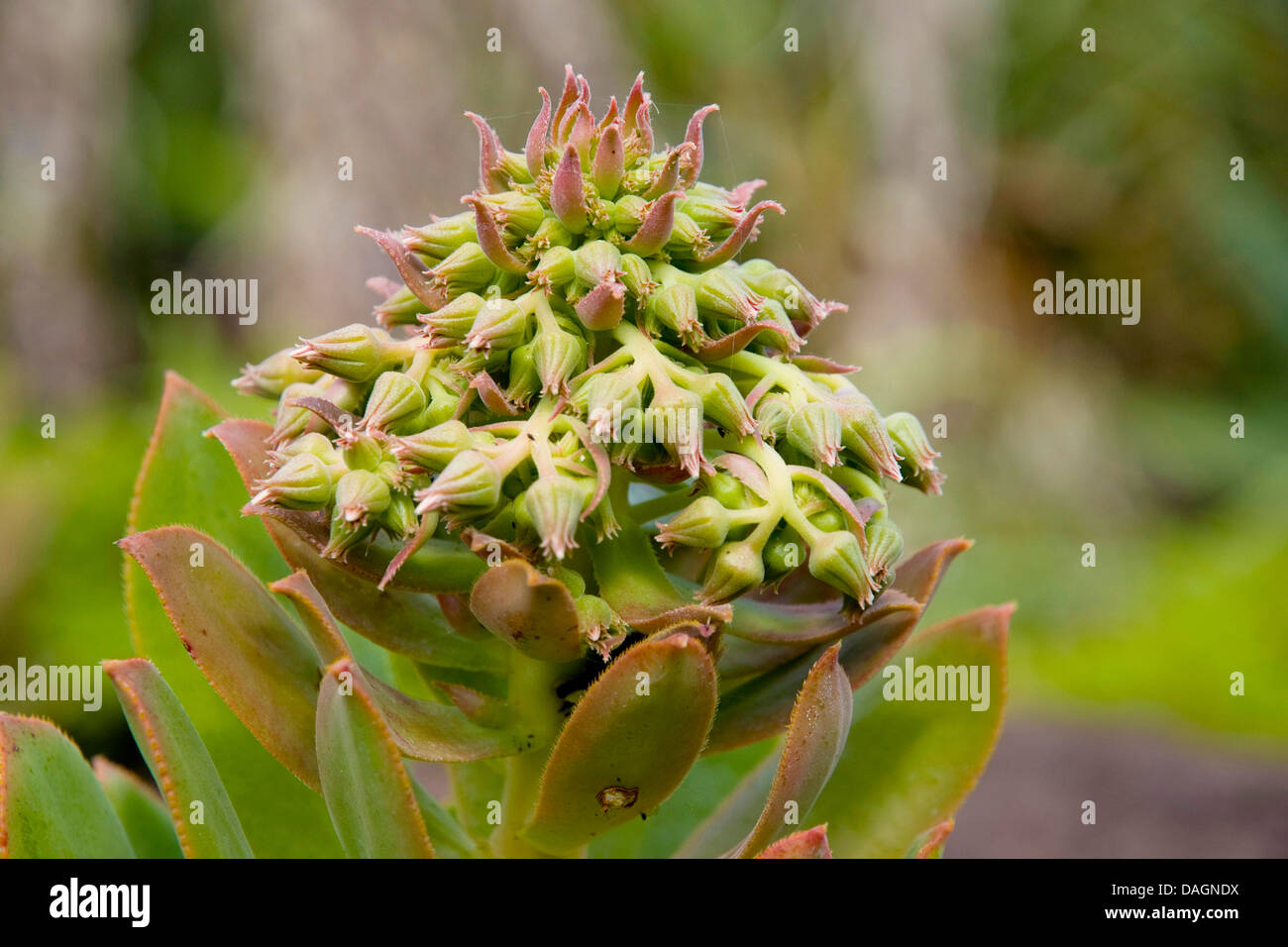 Aeonium (Aeonium Valverdense), endemisch auf El Hierro, Kanarische Inseln, El Hierro Stockfoto