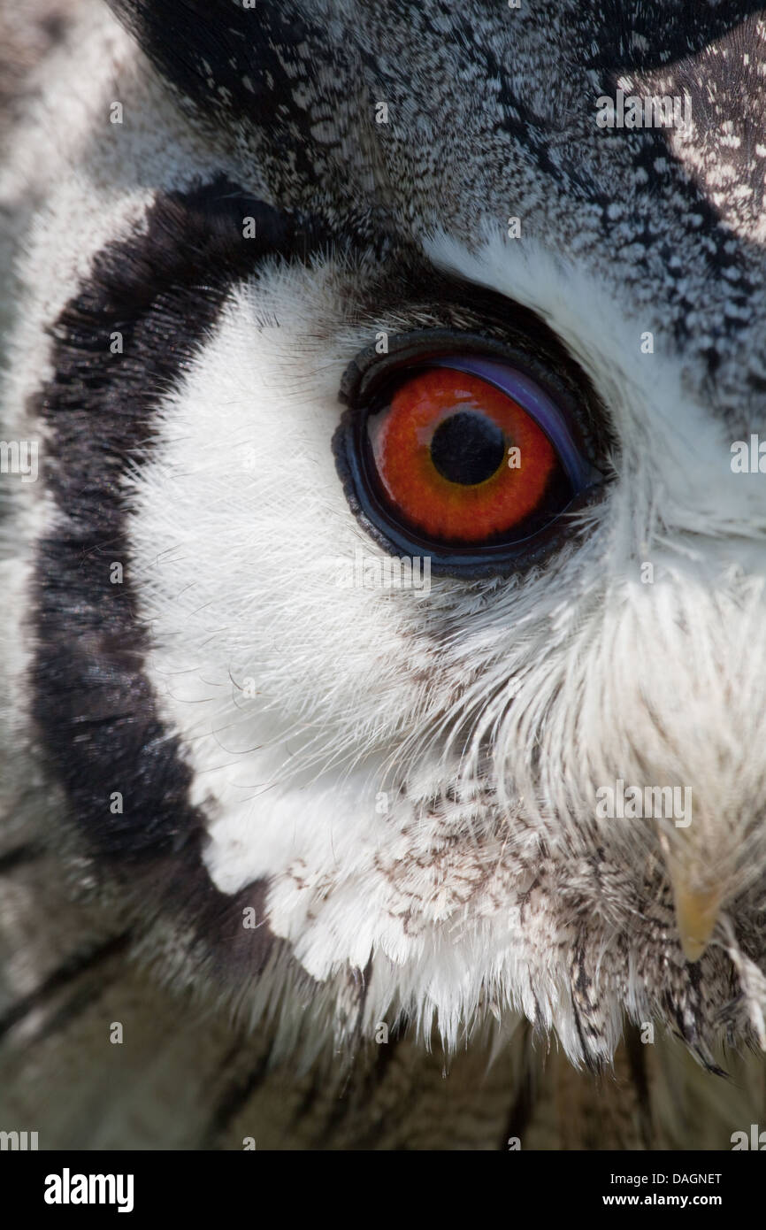 Afrikanische Zwergohreule Eule (Otus Leucotis). Nahaufnahme des rechten Auges innerhalb Schleier. Vorderkante der blinzelnde Membran. Stockfoto