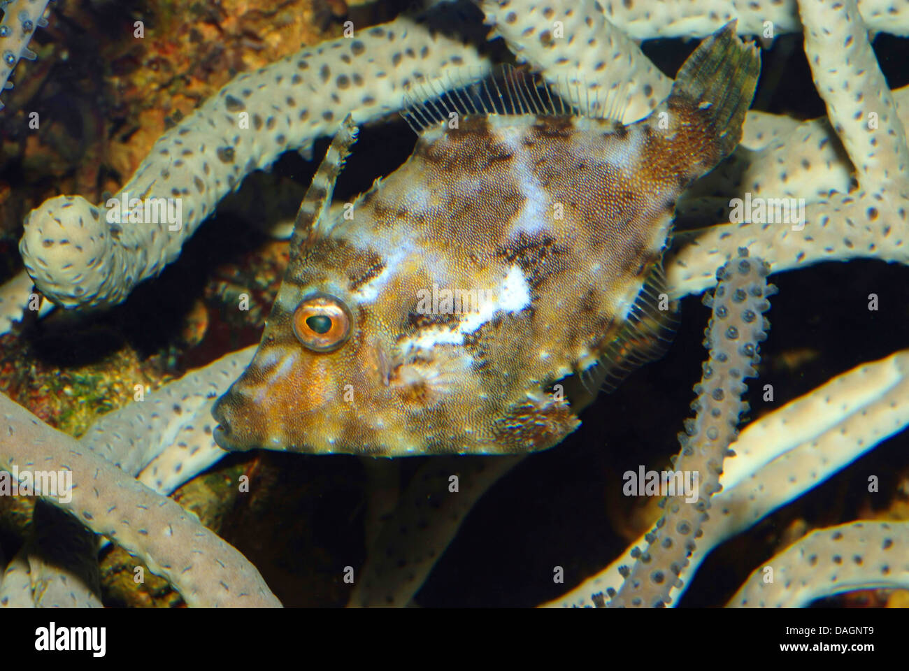Borsten-Tail Datei-Fisch (Acreichthys Tomentosus), unter den Tentakeln einer anemone Stockfoto