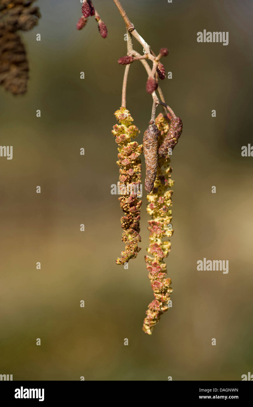 Schwarz-Erle, Schwarzerle, männliche Kätzchen, Deutschland, Europäische Erle (Alnus Glutinosa) Stockfoto