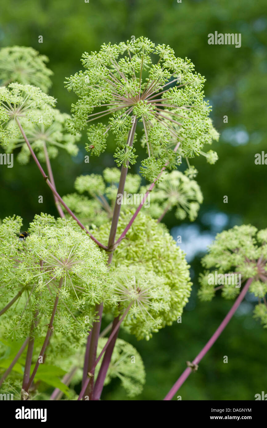 Garten Angelica (Angelica Archangelica), blühen, Deutschland Stockfoto