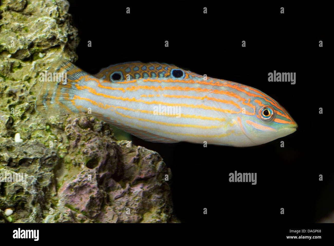 Verzierte Lippfisch (Biochoeres Cosmetes, Halichoeres Cosmetus), Schwimmen Stockfoto