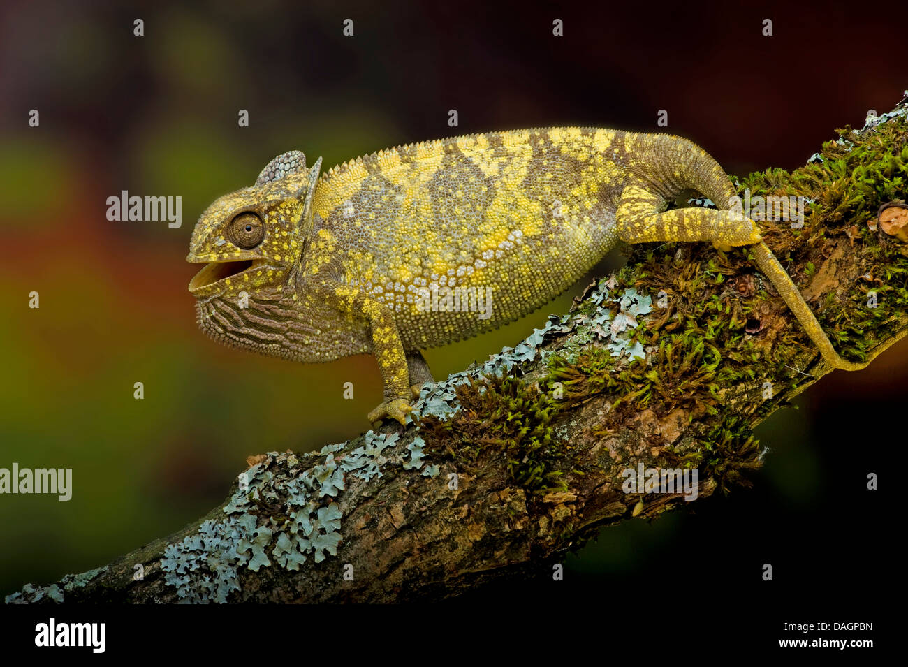 Klappe-necked Chamäleon, Flapneck Chamäleon (Chamaeleo Dilepis), sitzen mit offenem Mund auf einem Ast Stockfoto