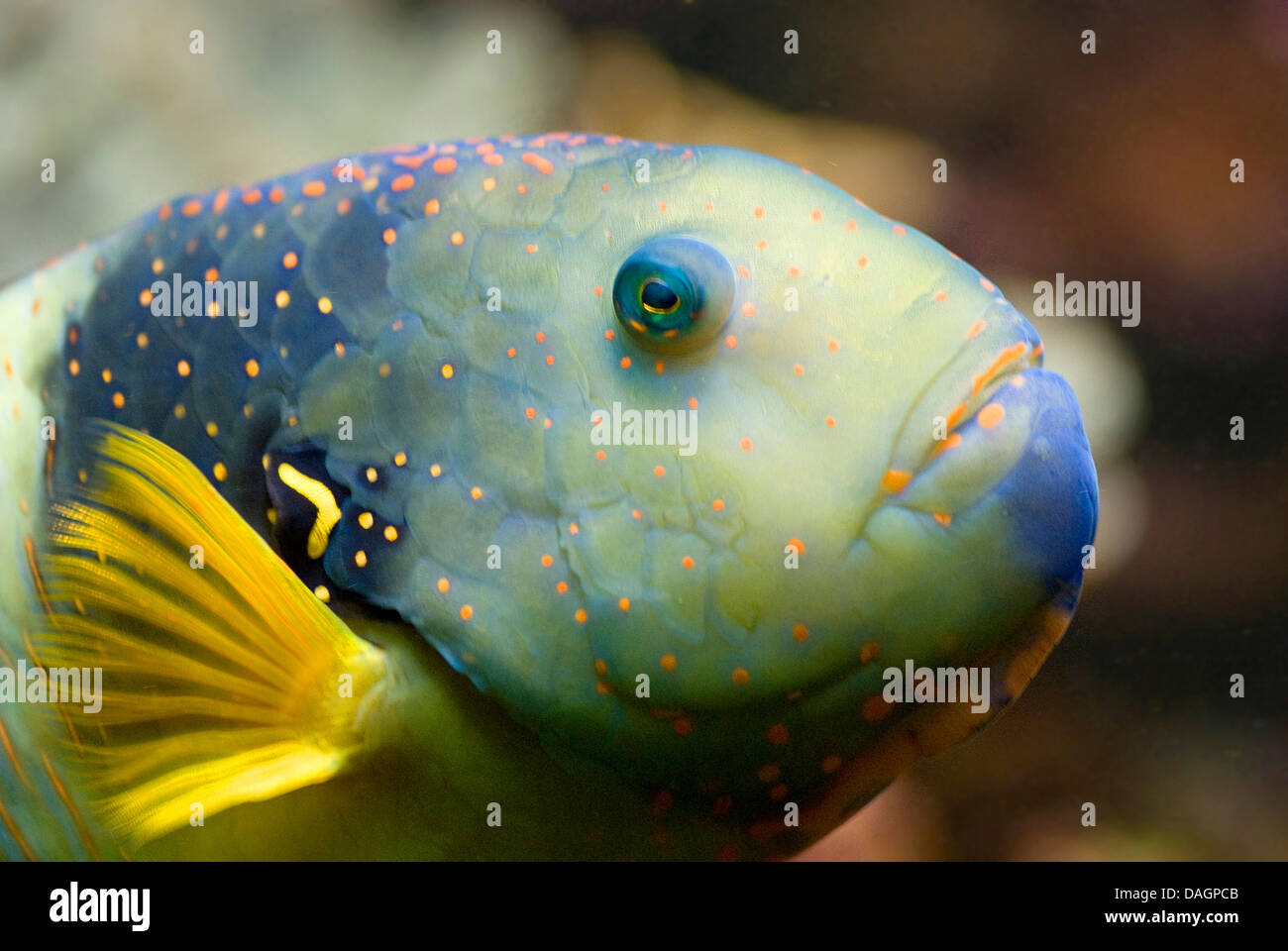 BroomtailLippfisch (Cheilinus Lunulatus), Porträt, Wilhelma