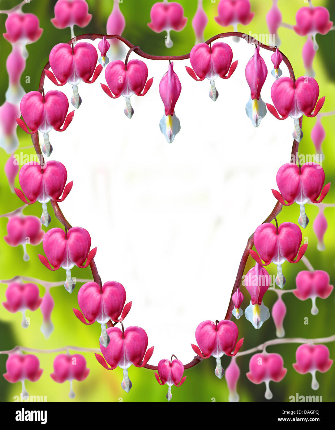 Dicentra Spectabilis Blumen in Herzform Stockfoto