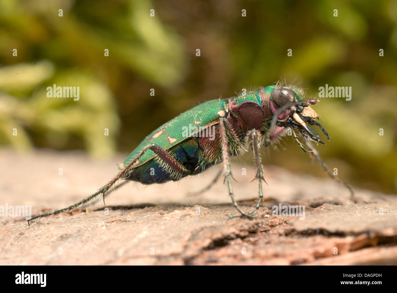 grüne Sandlaufkäfer (Cicindela Campestris), auf einem Stein Stockfoto