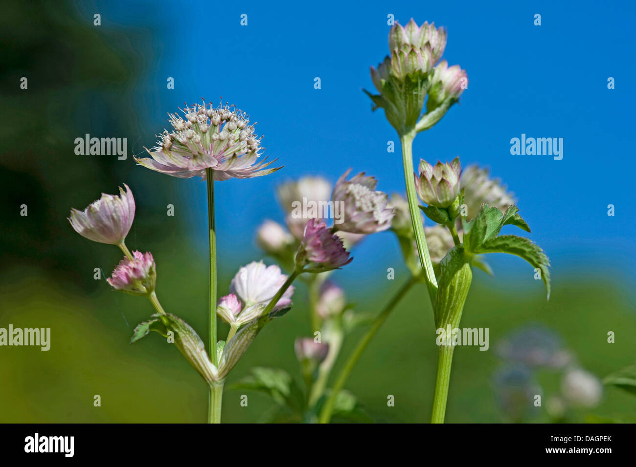 Große Sterndolde (Astrantia große), blühen, Deutschland Stockfoto