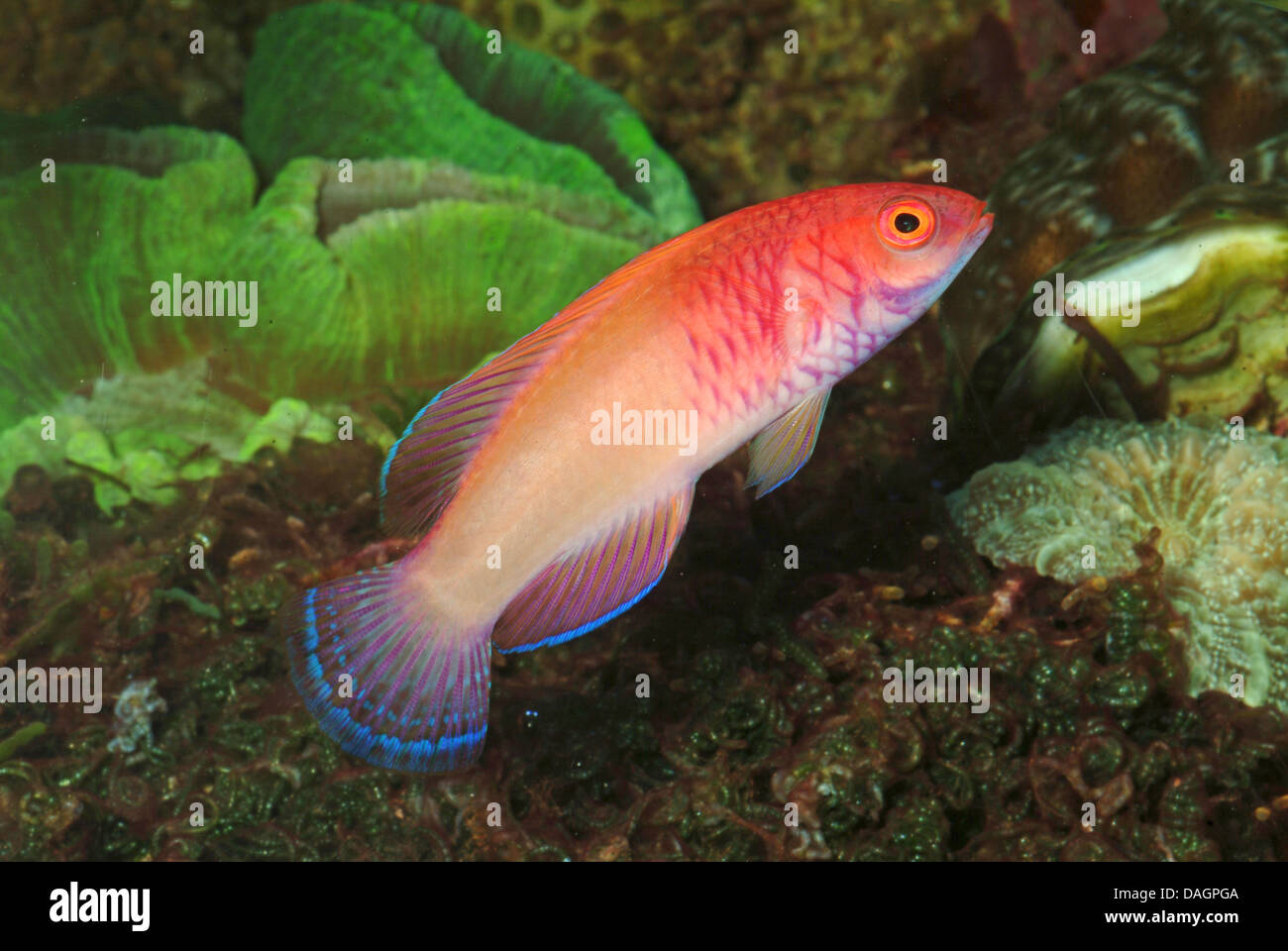 Red Velvet Lippfisch (Cirrhilabrus Rubrisquamis), Schwimmen, KZ/LU Stockfoto