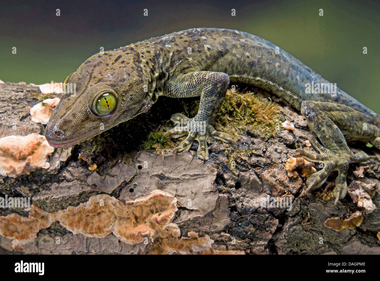 Green-Eyed Gecko (Gekko Stentor), Zweig mit Flechten Stockfoto